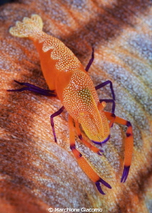 Painting
Periclimens imperator
Lembeh strait
Nikon D80... by Marchione Giacomo 